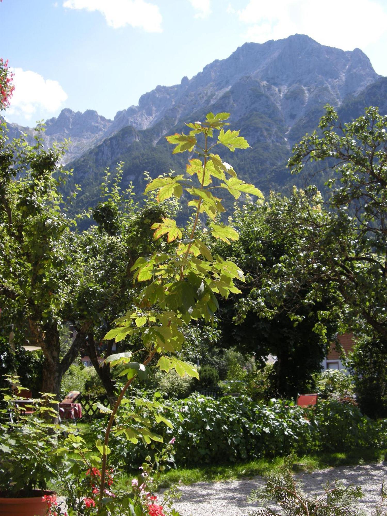 Pension Bavaria Mittenwald Exterior photo